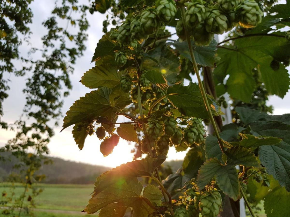 Hopfenerlebnishof Leilighet Altmannstein Eksteriør bilde